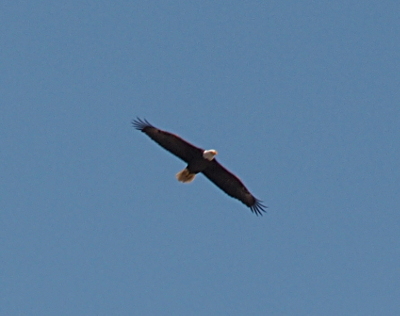 [The eagle with its white head, white tail, and brown body and wings flies toward the camera but canted toward the right. The tail is in the shadow of the body, so it appears less white than the head.]